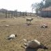 Cães matam 16 ovelhas em fazenda do município de Valente