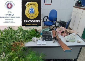 Roça de maconha é descoberta em povoado de Quijingue