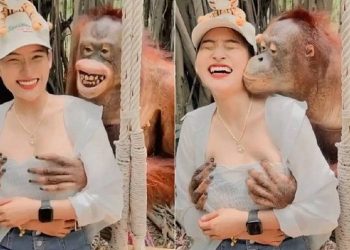 Vídeo de orangotango apalpando seios e dando beijo em turista viraliza; assista