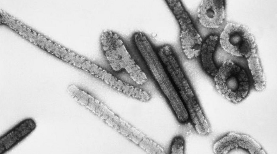 Primeiro caso de vírus letal é confirmado em Gana