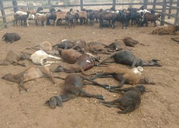 Assim como nos municípios da Bacia do Jacuípe e Valente, criadores de caprinos e ovinos de Itiúba relatam prejuízos com a morte de animais por cães