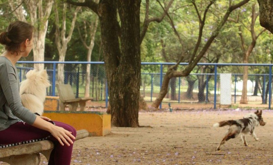 Primeiro caso de varíola dos macacos em cães no Brasil é identificado em Minas