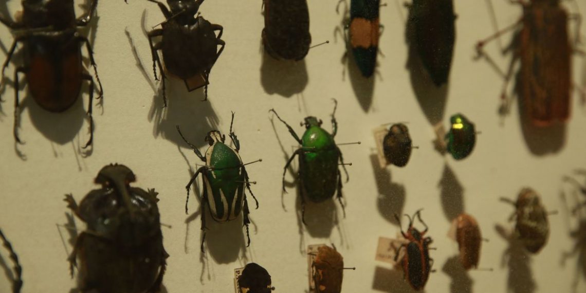 Biodiversidade de insetos no Brasil está em queda, mostra estudo