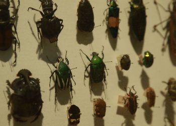 Biodiversidade de insetos no Brasil está em queda, mostra estudo