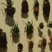 Biodiversidade de insetos no Brasil está em queda, mostra estudo