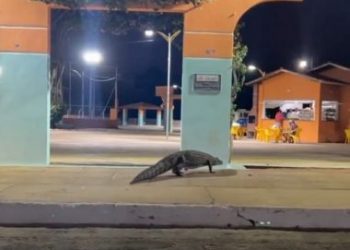 Jacaré é visto ‘passeando’ no centro de Caculé, no sudoeste do Estado (vídeo)