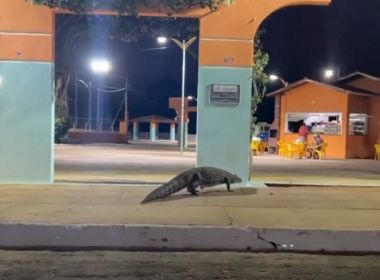 Jacaré é visto ‘passeando’ no centro de Caculé, no sudoeste do Estado (vídeo)