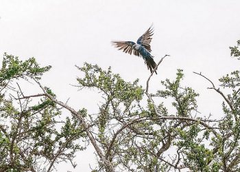 Ararinha-azul que foi solta com grupo em Curaçá desaparece, diz ONG