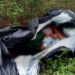 Corpo de homem é encontrado com sinais de tortura