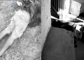 Atentado em rinha de galo deixa dois mortos e três feridos