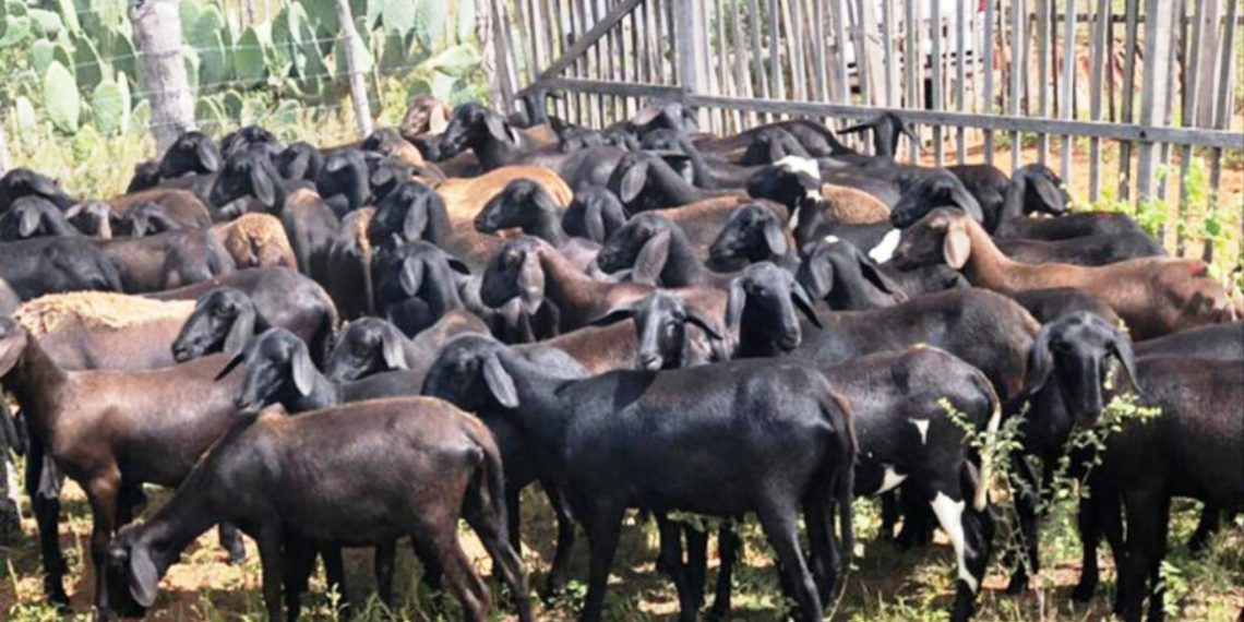 Cerca de 30 ovelhas são furtadas de fazenda no município de Pintadas