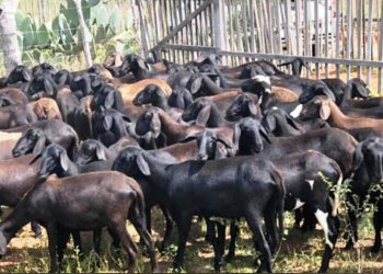 Cerca de 30 ovelhas são furtadas de fazenda no município de Pintadas