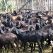 Cerca de 30 ovelhas são furtadas de fazenda no município de Pintadas