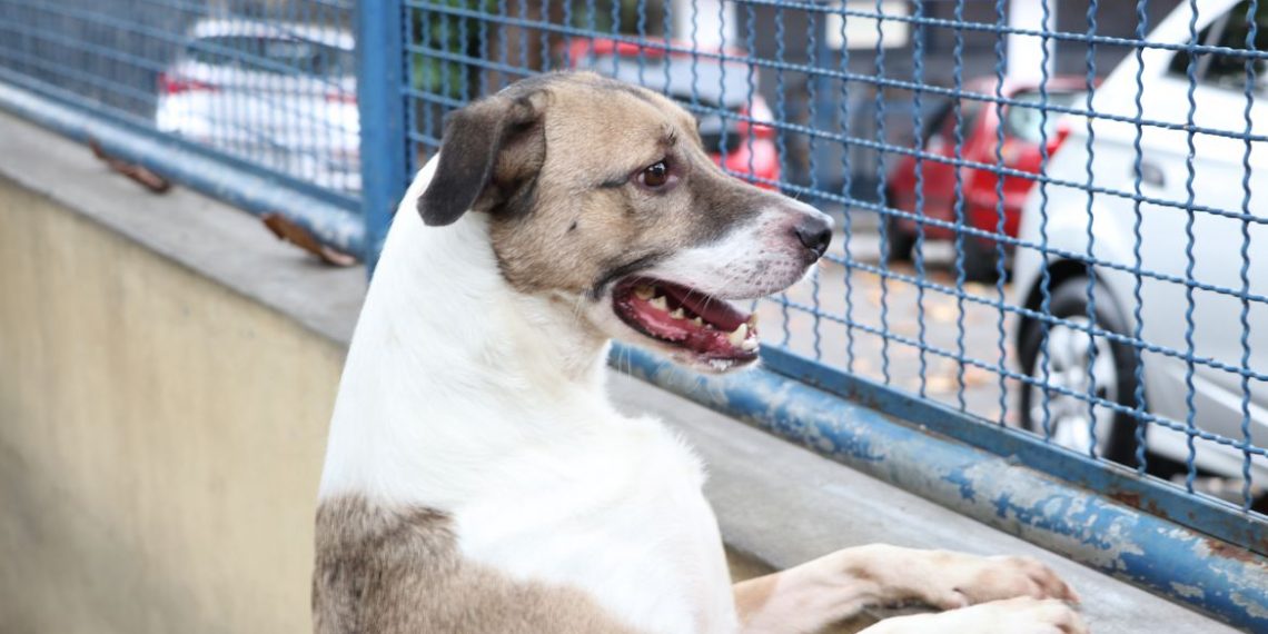 Fogos podem perturbar os pets; veja dicas que podem ajudar