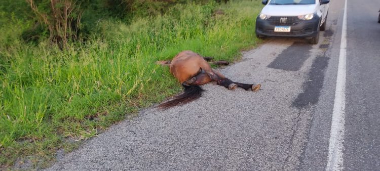 Nova Fátima – Mulher morre e outras quatro pessoas ficam feridas após carro colidir em animal na BR 324