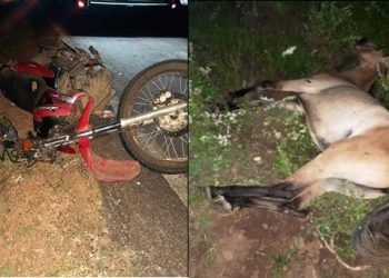 Tanquinho – Motociclista morre em colisão com cavalo na BA 411
