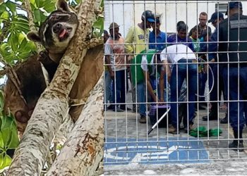 Força tarefa resgata Guaxinim em árvore da área do fórum de Coité