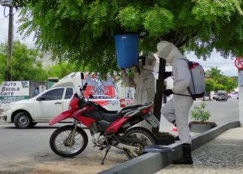 Após algumas pessoas serem picadas por abelhas, Águia Resgate desmancha enxame no centro da cidade
