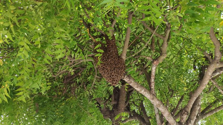 Após algumas pessoas serem picadas por abelhas, Águia Resgate desmancha enxame no centro da cidade