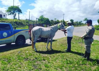 BPRv retoma projeto Pista não é Pasto nas estradas baianas