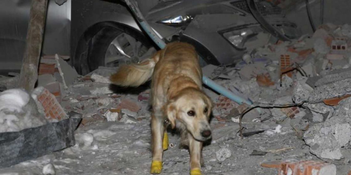 Cachorro resgata cinco pessoas na Turquia mesmo com as patas machucadas