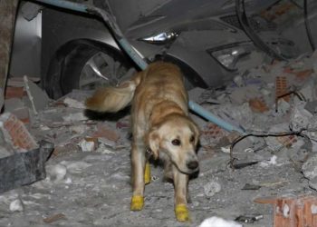 Cachorro resgata cinco pessoas na Turquia mesmo com as patas machucadas