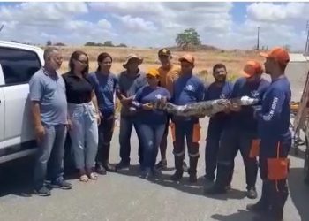 Servidores do INEMA vão a Riachão do Jacuípe receber jacaré resgatado pela Brigada Anjos Jacuipenses