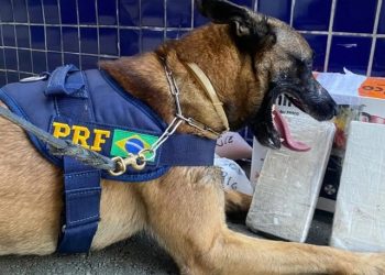 Cão farejador da PRF encontra cocaína escondida em bagagens de ônibus na BR-116