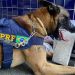 Cão farejador da PRF encontra cocaína escondida em bagagens de ônibus na BR-116