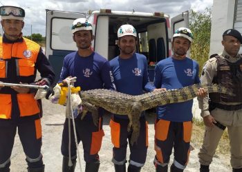 Brigada Anjos Jacuipenses resgata jacaré e aguarda a chegada de órgão competente para entregar