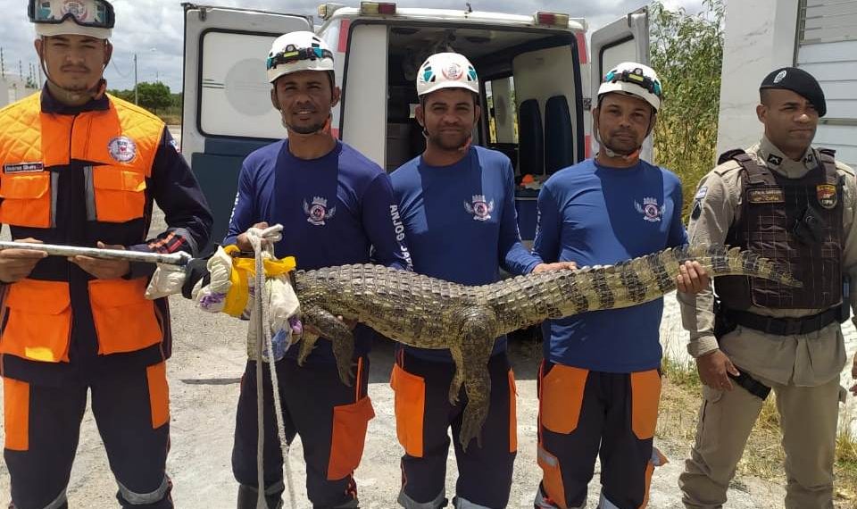 Brigada Anjos Jacuipenses resgata jacaré e aguarda a chegada de órgão competente para entregar