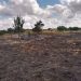 Corpo é encontrado carbonizado em pneus dentro de fazenda