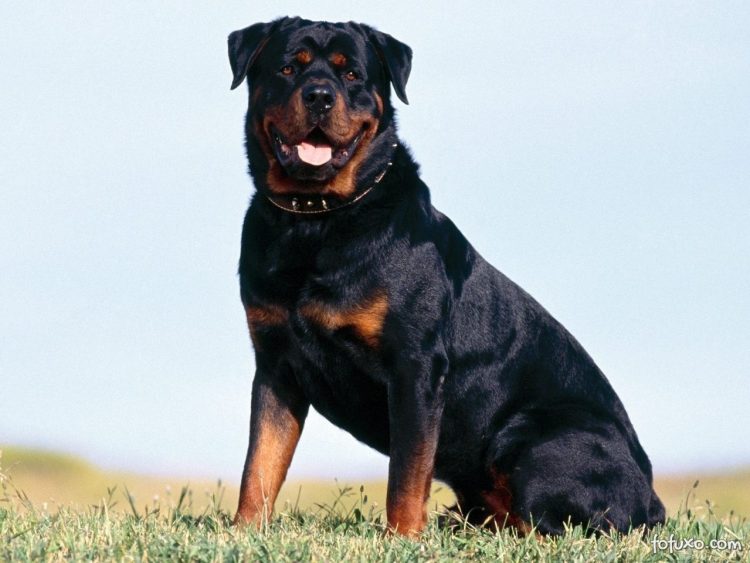 Criança de 3 anos morre ao ser atacado por cão da raça Rottweiler