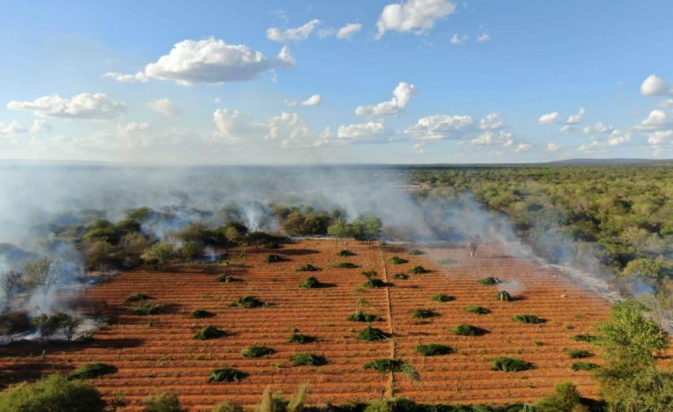 Cipe Caatinga erradica 36 mil pés de maconha em Campo Formoso