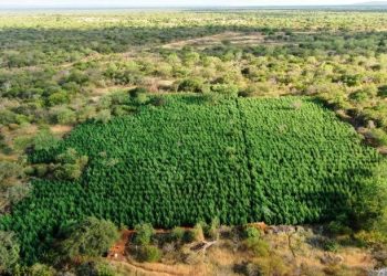 Cipe Caatinga erradica 36 mil pés de maconha em Campo Formoso