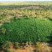 Cipe Caatinga erradica 36 mil pés de maconha em Campo Formoso