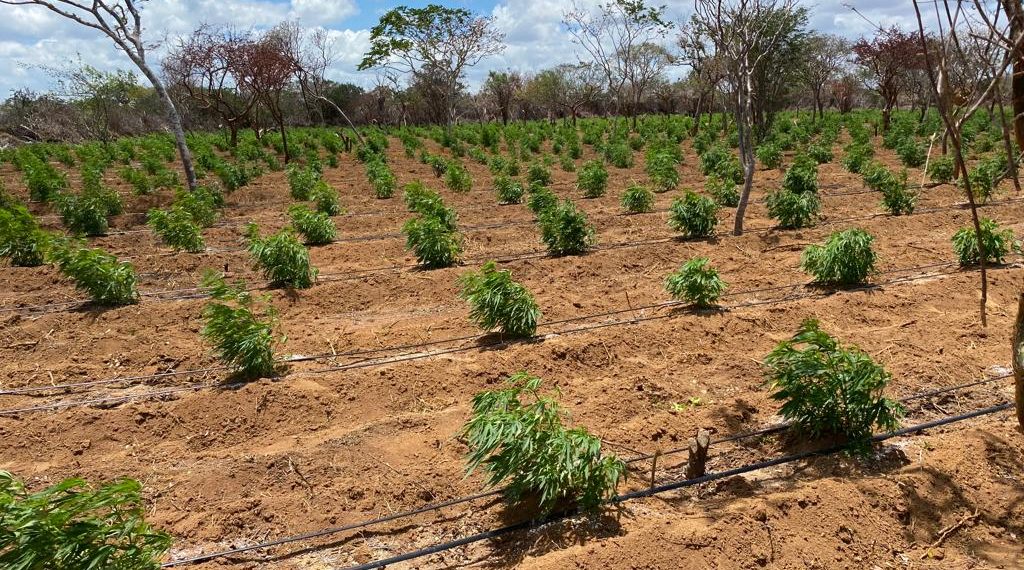 Plantio com 120 mil pés de maconha é localizado em Umburanas