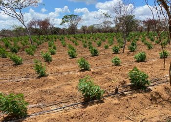 Plantio com 120 mil pés de maconha é localizado em Umburanas