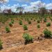 Plantio com 120 mil pés de maconha é localizado em Umburanas