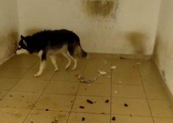 Homem é conduzido à Delegacia acusado de maus tratos a cães. Meio ambiente não constatou (atualizada)