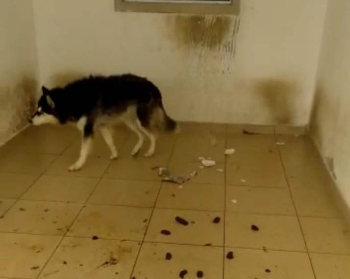 Homem é conduzido à Delegacia acusado de maus tratos a cães. Meio ambiente não constatou (atualizada)