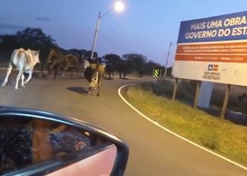 Tragédia anunciada: Brigada Anjos Jacuipenses é acionada para acidente envolvendo animais em rodovia