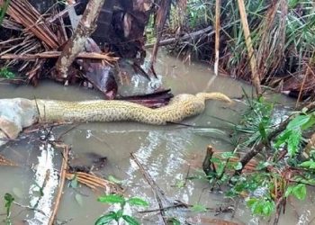 TO – Sucuri morre engasgada após tentar comer cachorro