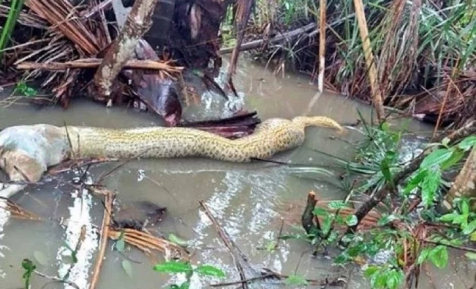TO – Sucuri morre engasgada após tentar comer cachorro