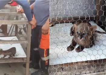 Dias depois de resgatar Jacaré em Riachão, Anjos Jacuipenses é chamada para pegar suposto filhote de onça sussuarana em Pé de Serra