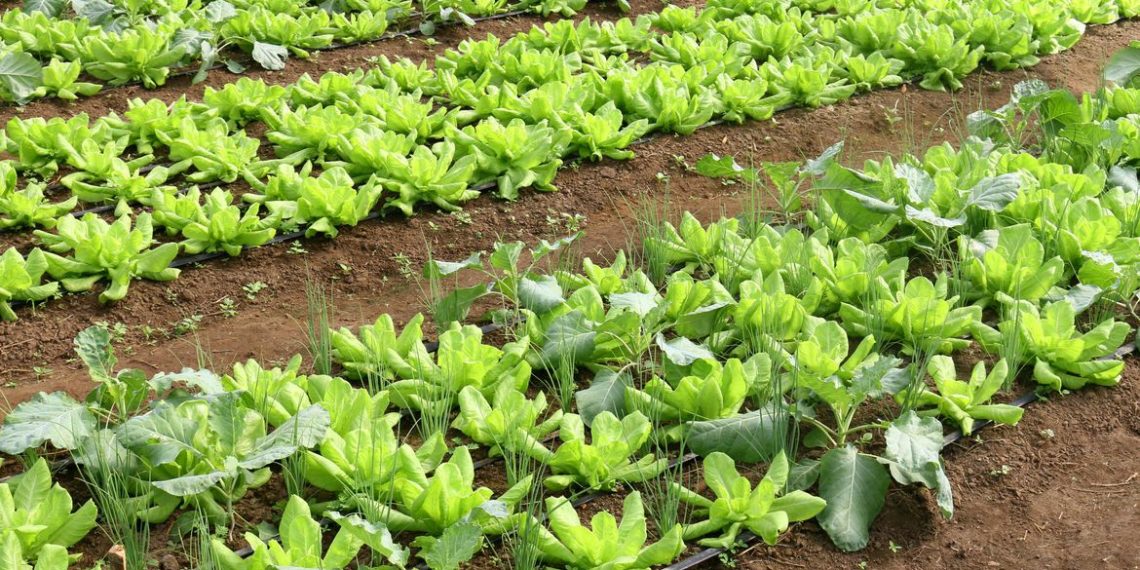 Brasil terá programa nacional para produção de alimentos saudáveis