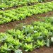 Brasil terá programa nacional para produção de alimentos saudáveis
