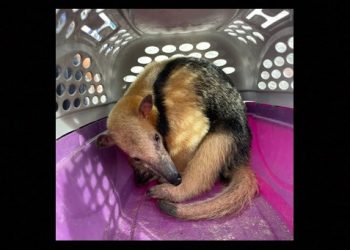 Tamanduá é encontrado próximo a Coité, resgatado pelo Guardiões da Vida e entregue ao INEMA