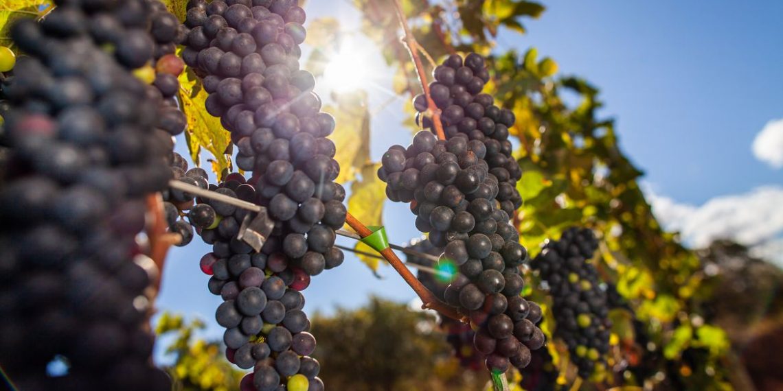 Vinícolas devem pagar R$ 7 milhões por caso de trabalho escravo no RS