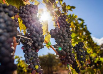 Vinícolas devem pagar R$ 7 milhões por caso de trabalho escravo no RS